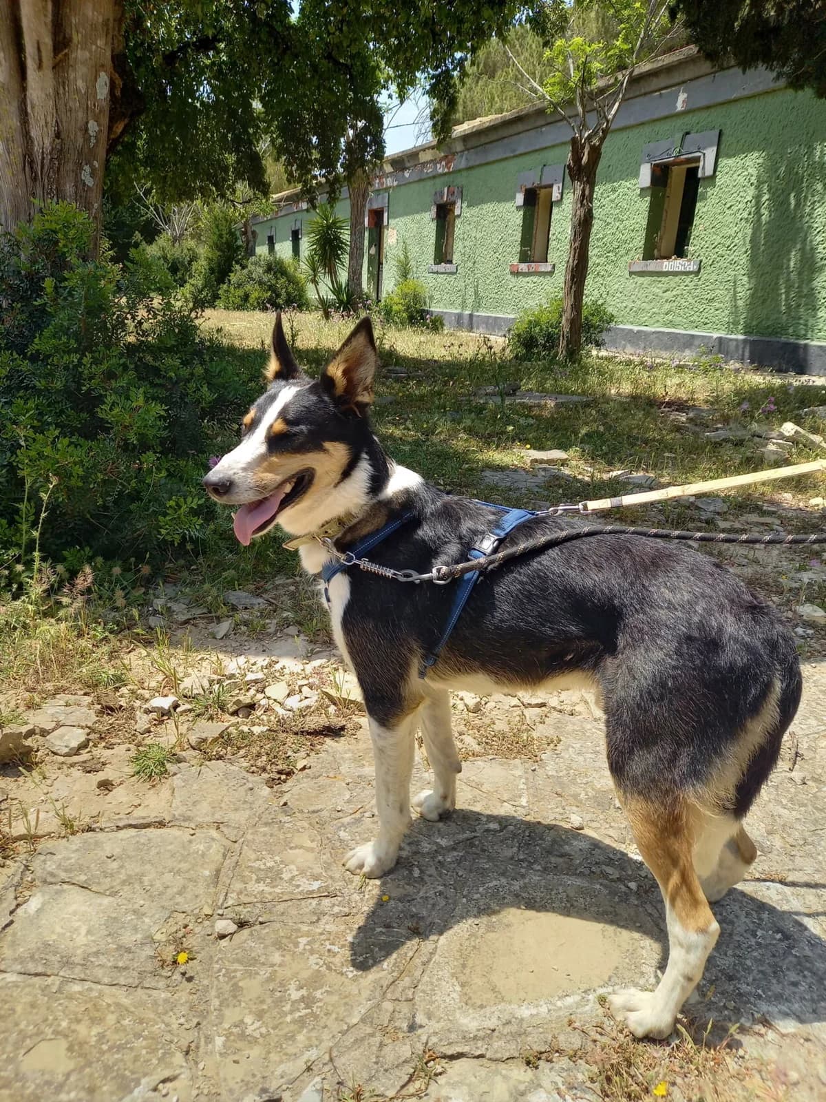 Wasabi, male Mixed Breed for adoption at Melampo, Melampo photo 6