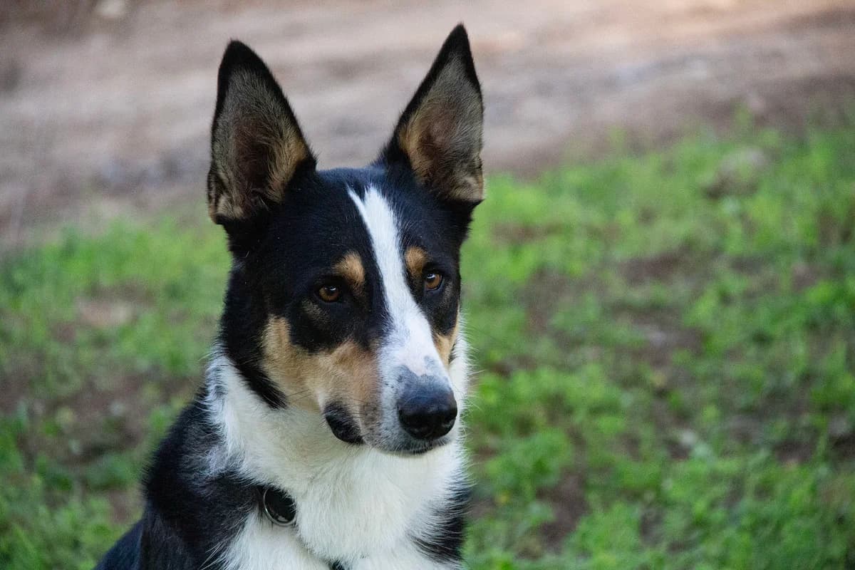 Wasabi, male Mixed Breed for adoption at Melampo, Melampo photo 7
