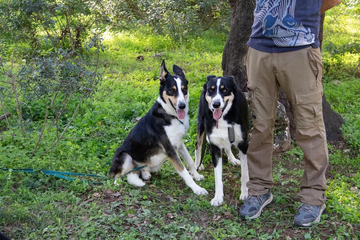 Wasabi, male Mixed Breed for adoption at Melampo, Melampo photo 8