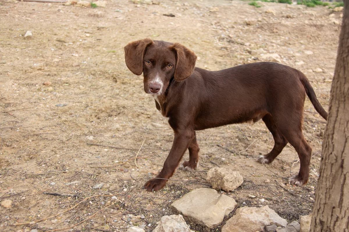 Wolof, male Podenco for adoption at Melampo, Melampo photo 3