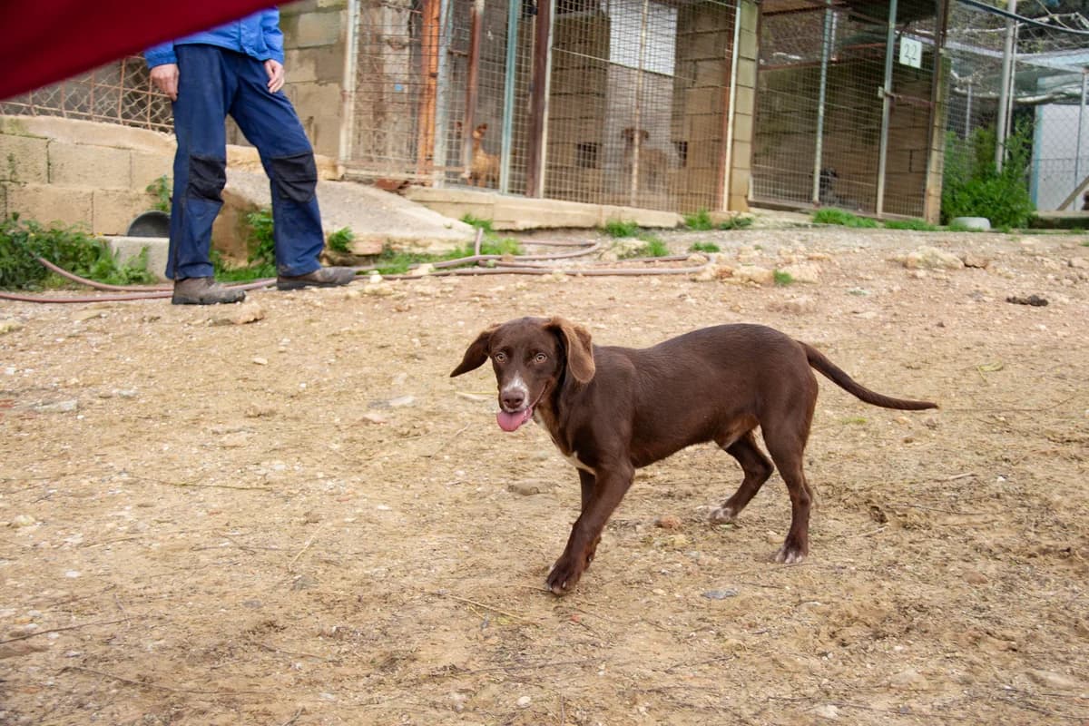 Wolof, male Podenco for adoption at Melampo, Melampo photo 4