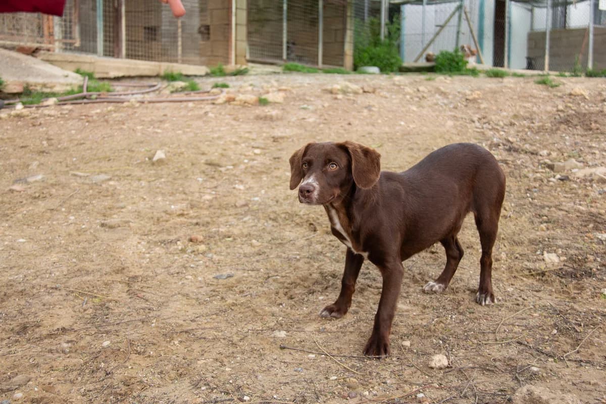 Wolof, male Podenco for adoption at Melampo, Melampo photo 5