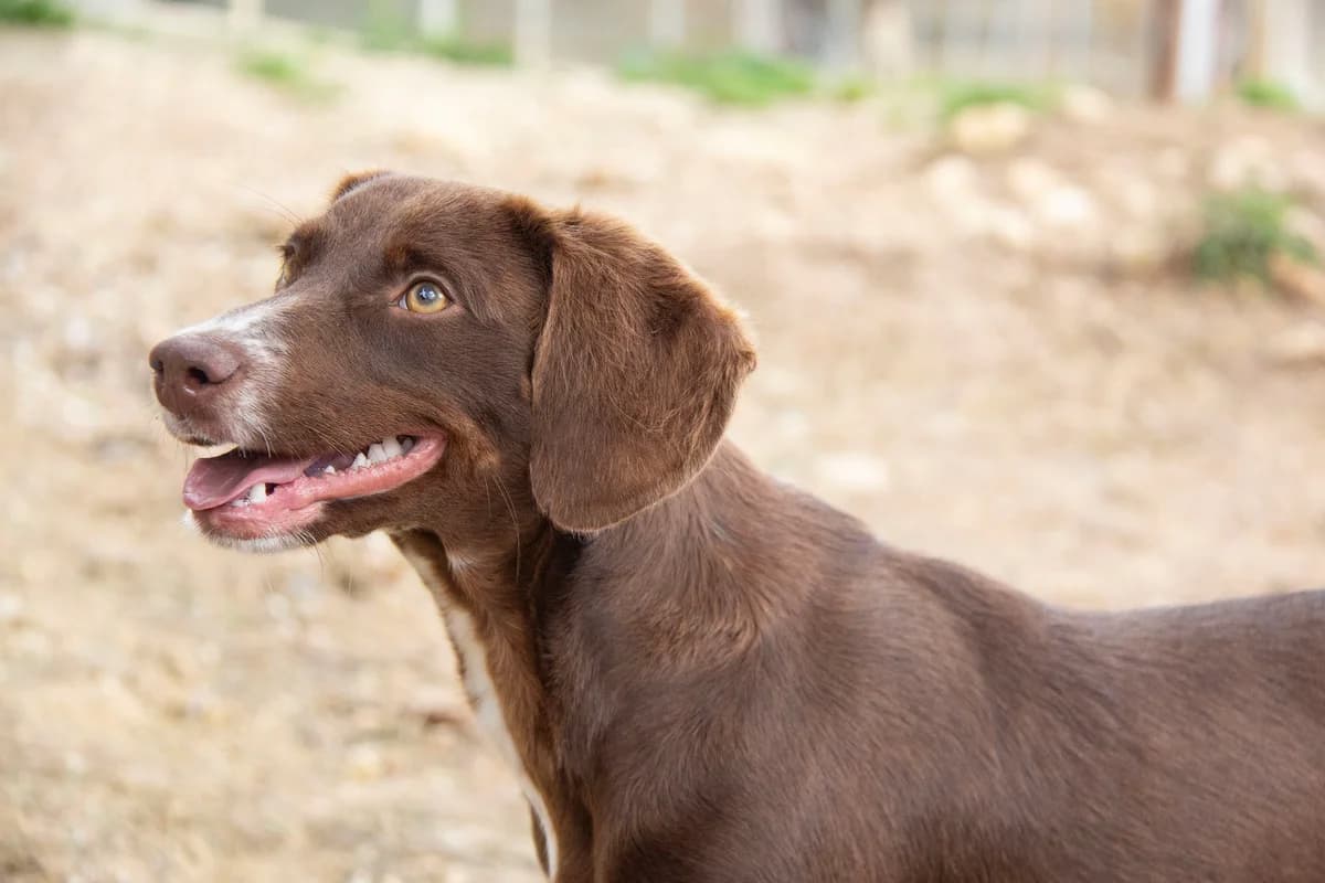 Wolof, male Podenco for adoption at Melampo, Melampo photo 6