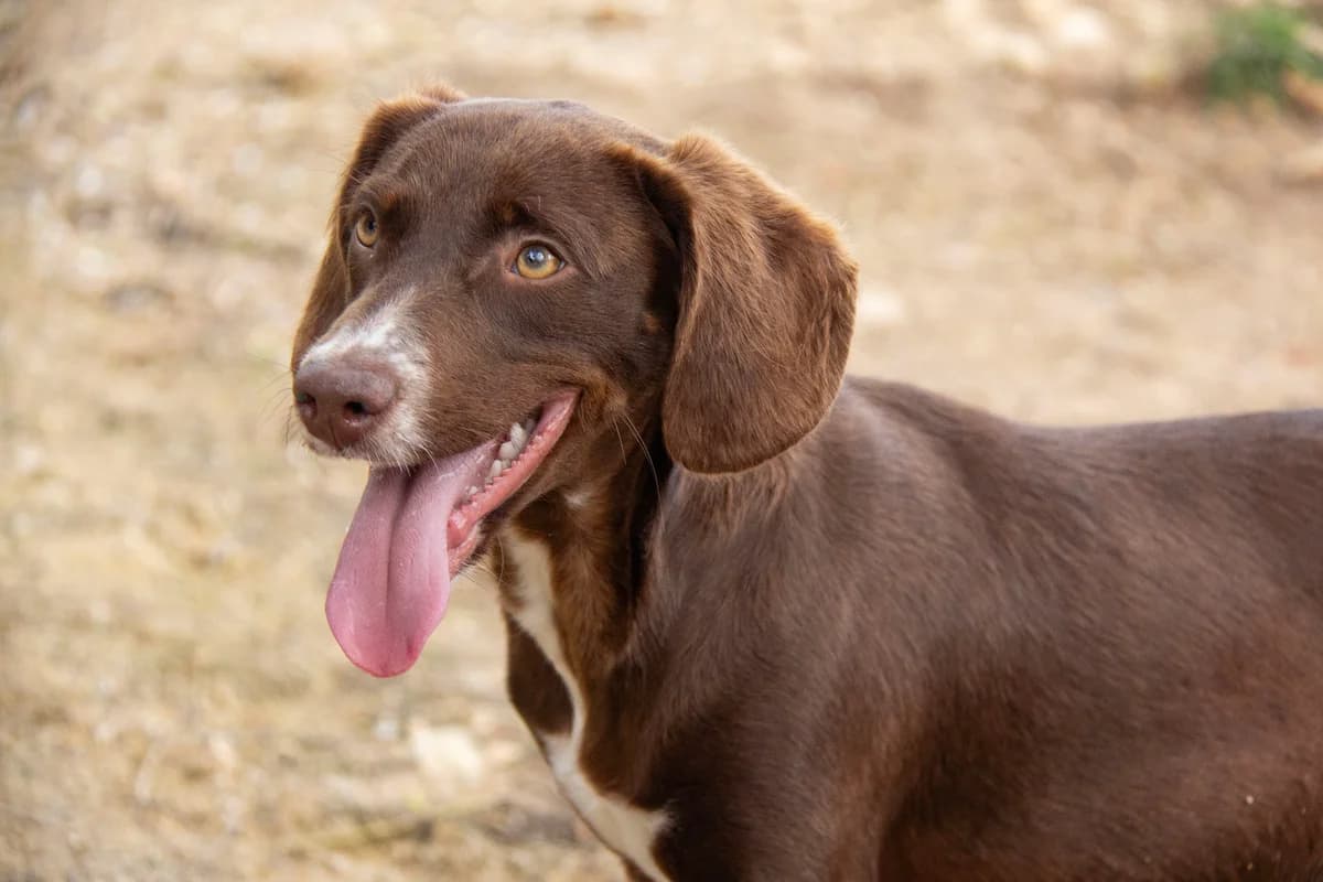 Wolof, male Podenco for adoption at Melampo, Melampo photo 7