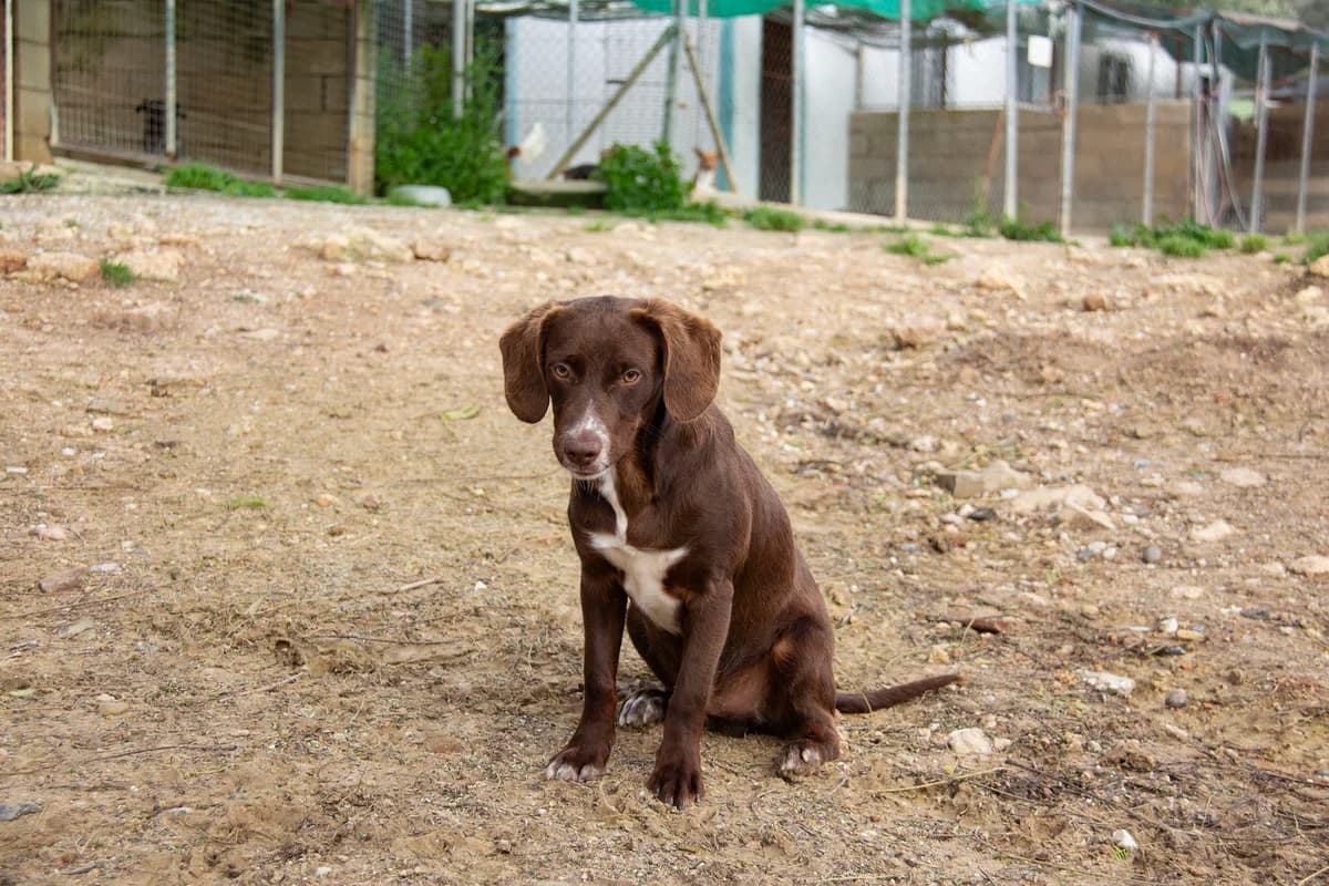 Wolof, male Podenco for adoption at Melampo, Melampo photo 8