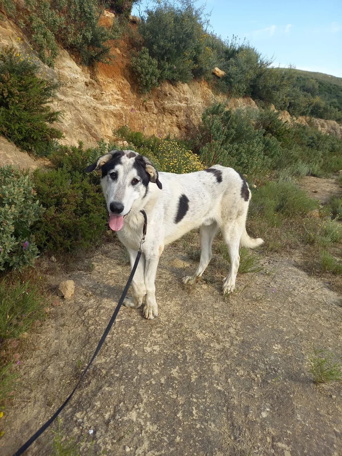 Zoco, male mixed breed for adoption at Melampo, Melampo photo 2