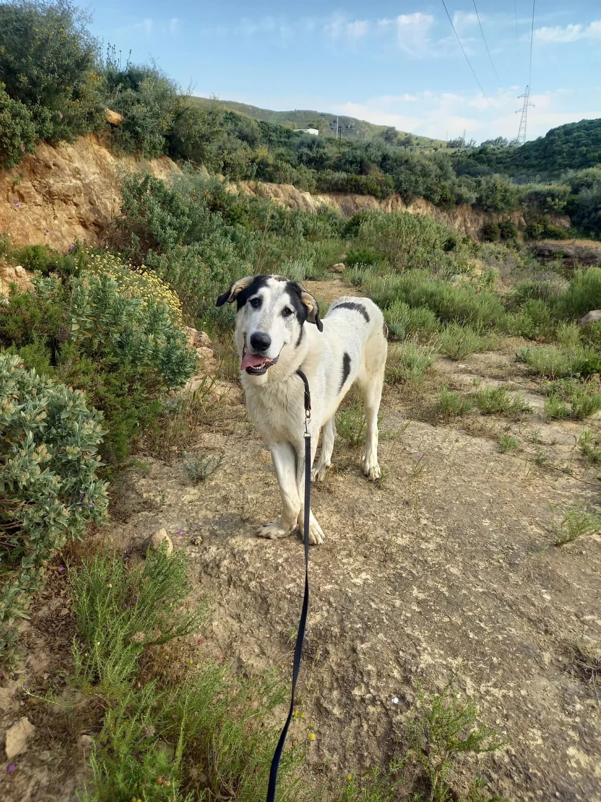 Zoco, male mixed breed for adoption at Melampo, Melampo photo 3