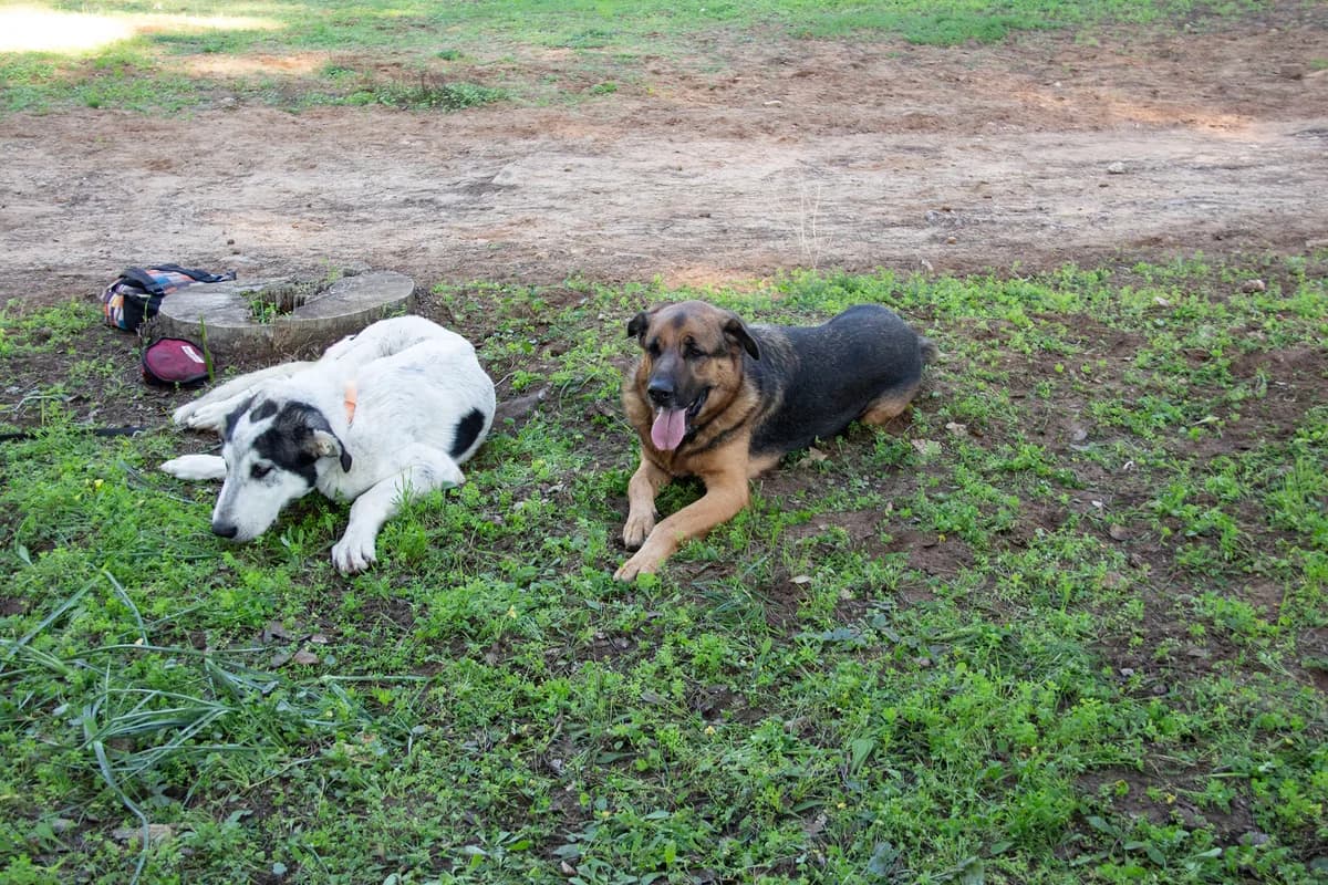 Zoco, male mixed breed for adoption at Melampo, Melampo photo 4