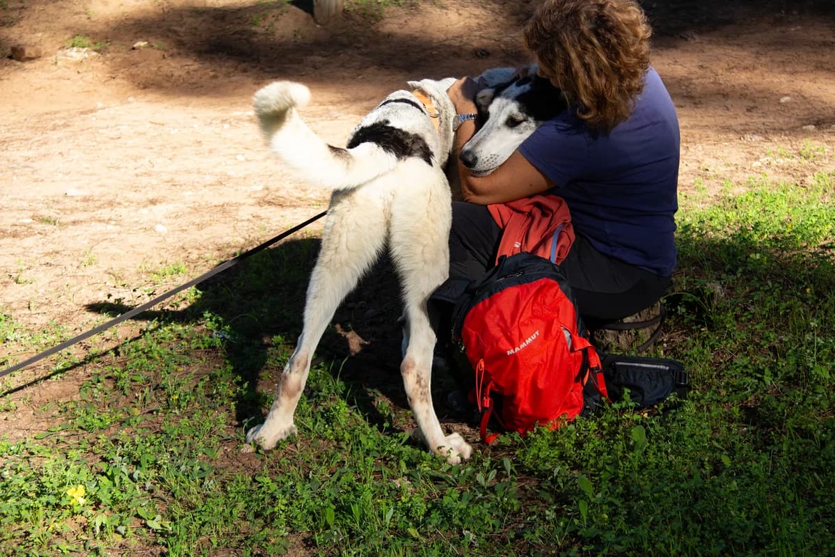 Zoco, male mixed breed for adoption at Melampo, Melampo photo 5