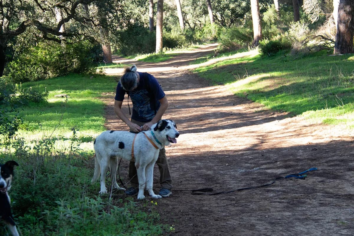 Zoco, male mixed breed for adoption at Melampo, Melampo photo 6
