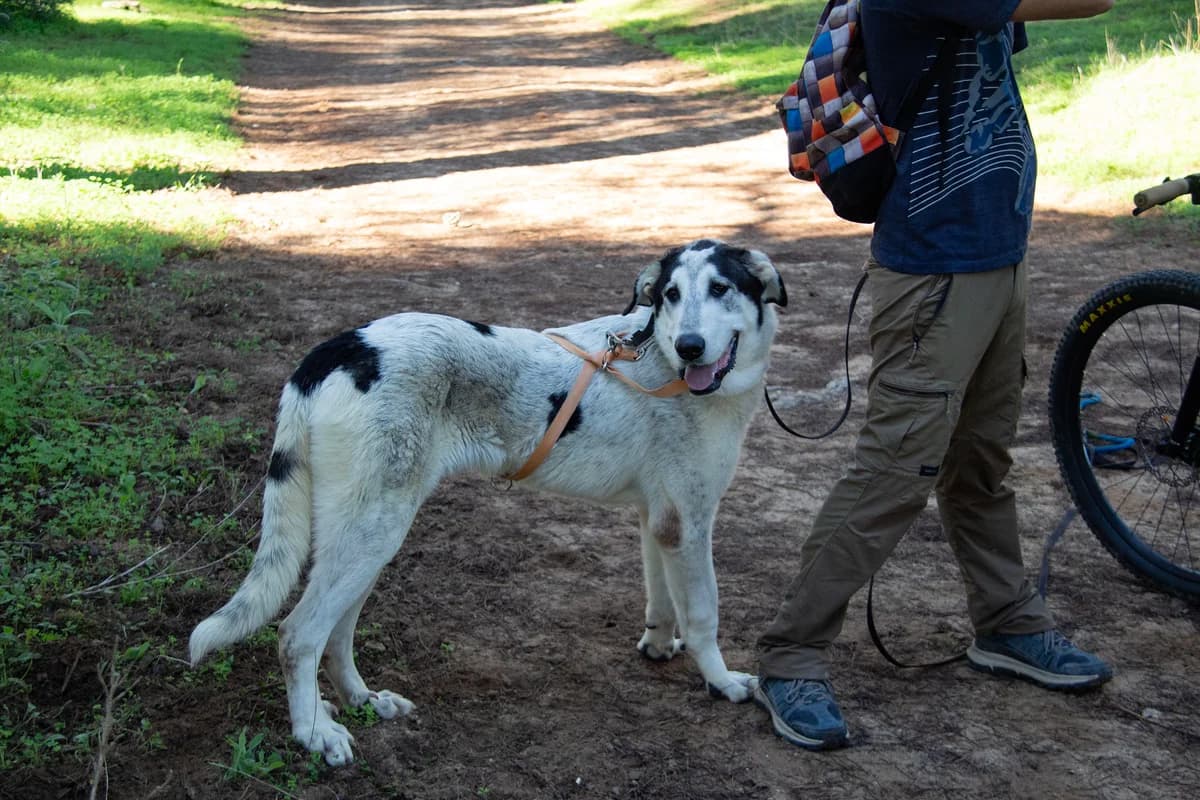 Zoco, male mixed breed for adoption at Melampo, Melampo photo 7