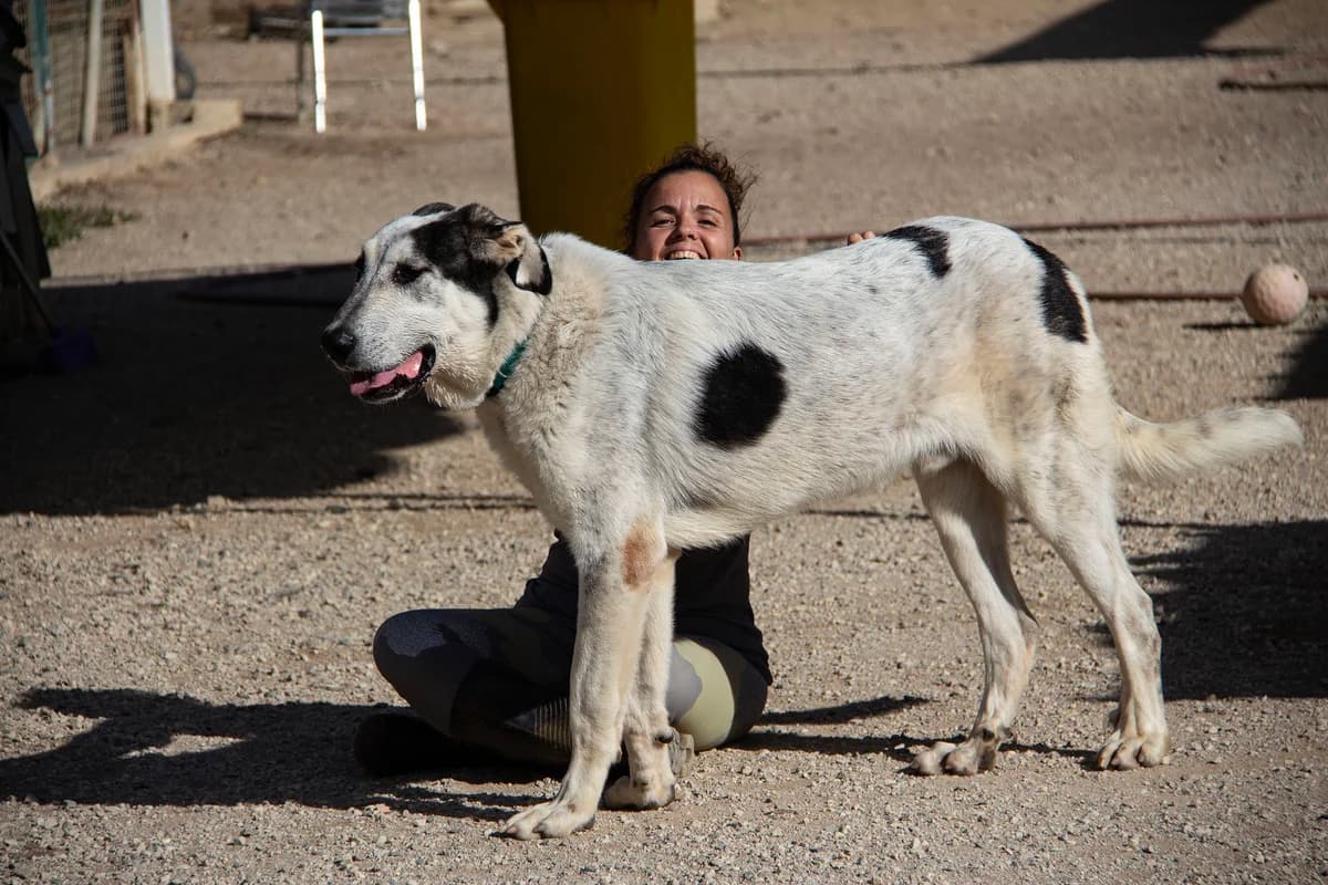 Zoco, male mixed breed for adoption at Melampo, Melampo photo 8