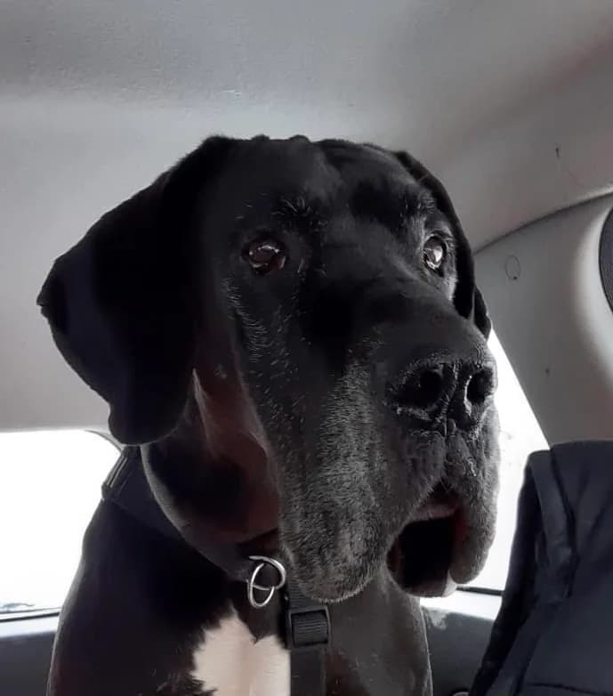 Buddy, male young Mixed Breed for adoption at Moiren Stiftung, Erlinsbach