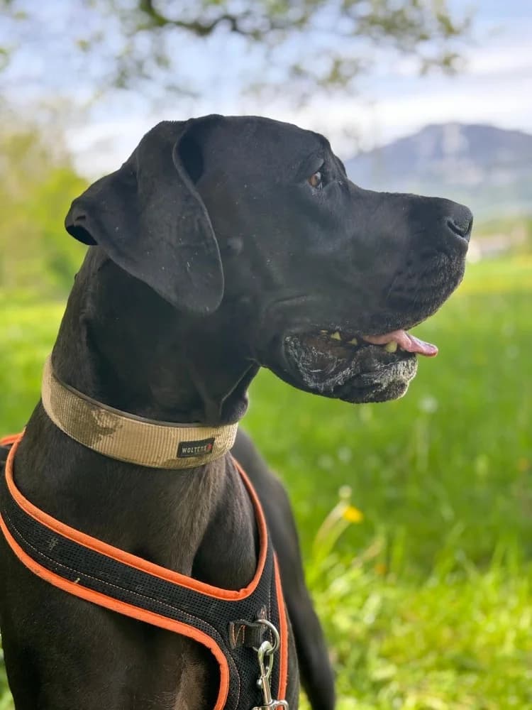 Mira, male senior Mixed Breed for adoption at Moiren Stiftung, Erlinsbach