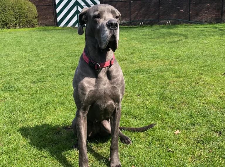 Haluna, female 3yo Mixed Breed for adoption at Moiren Stiftung, Erlinsbach