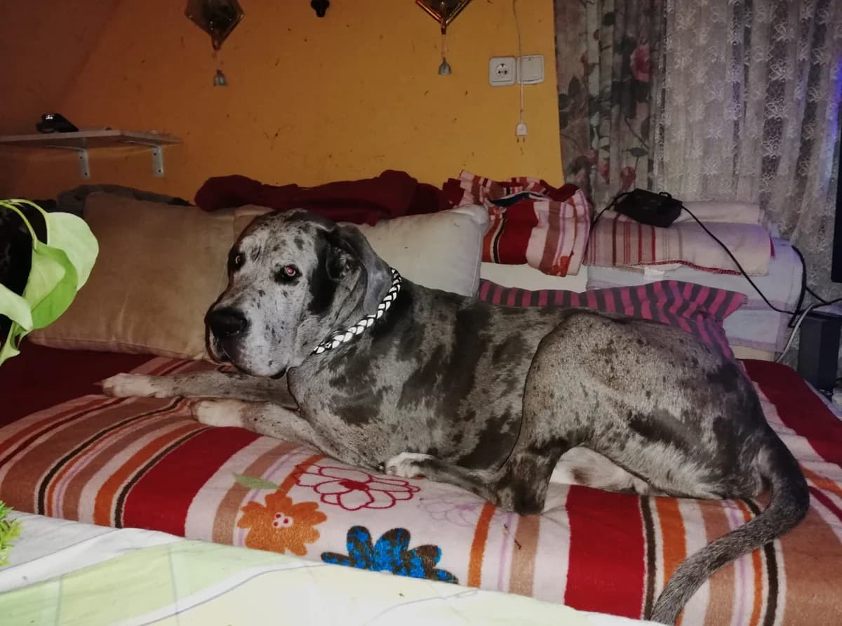 Lanzelot, male young Mixed Breed for adoption at Moiren Stiftung, Erlinsbach