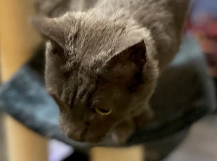 Mona, female senior Mixed Breed for adoption at Moiren Stiftung, Erlinsbach