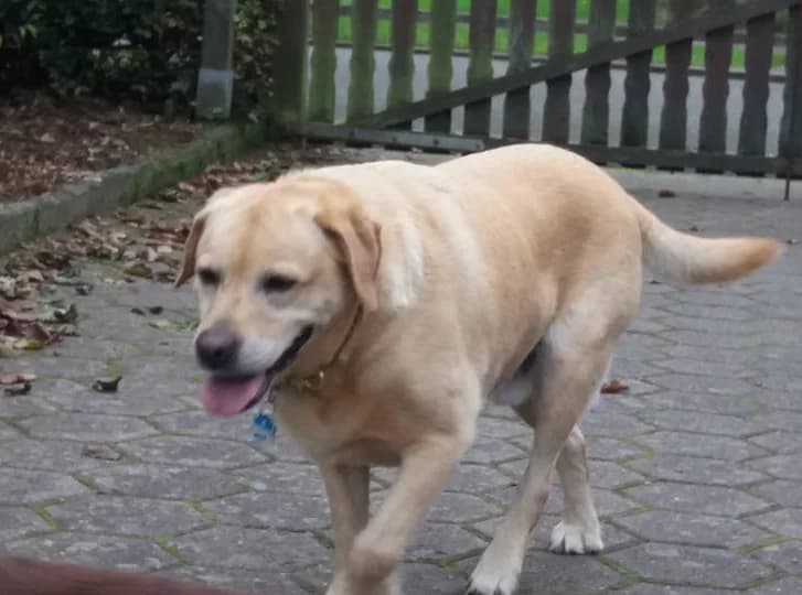 Pelle,  senior Mixed Breed for adoption at Moiren Stiftung, Erlinsbach