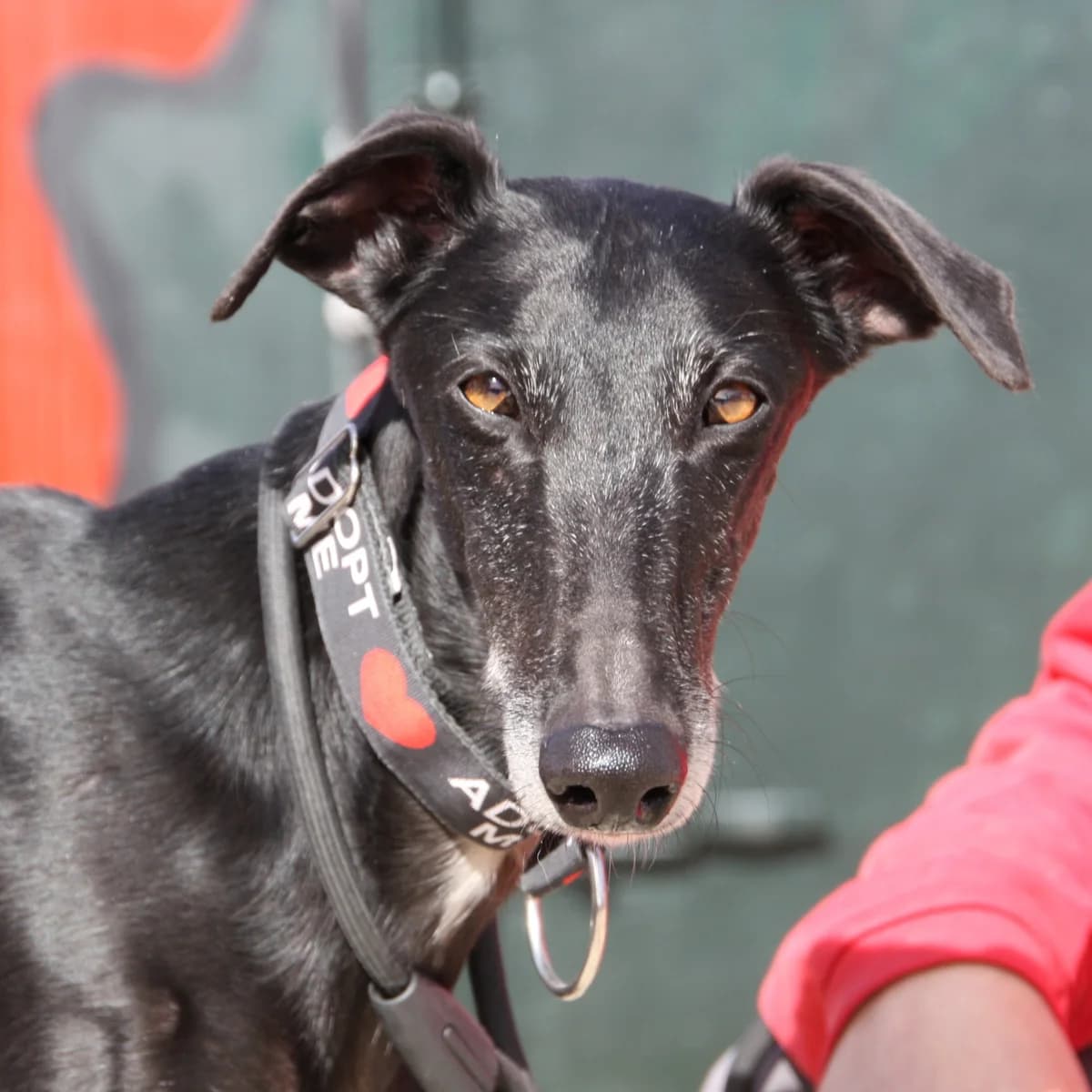 Adan, male 4yo Galgo Español for adoption at New Graceland - Auffangstation Schweiz, Waltenschwil