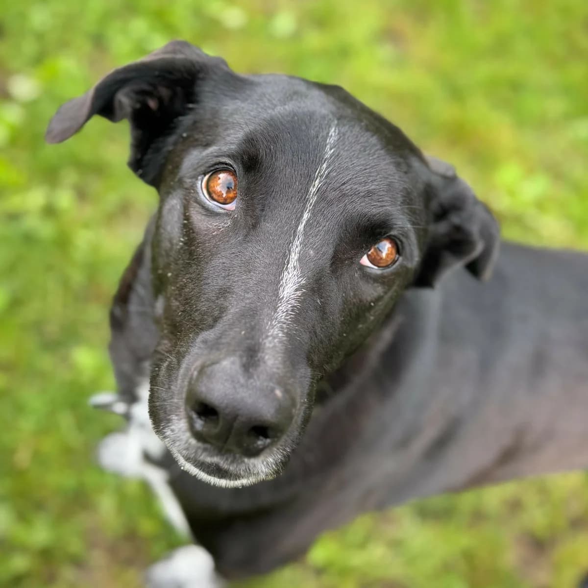 Akino, male 5yo Mixed Breed for adoption at New Graceland - Auffangstation Schweiz, Waltenschwil
