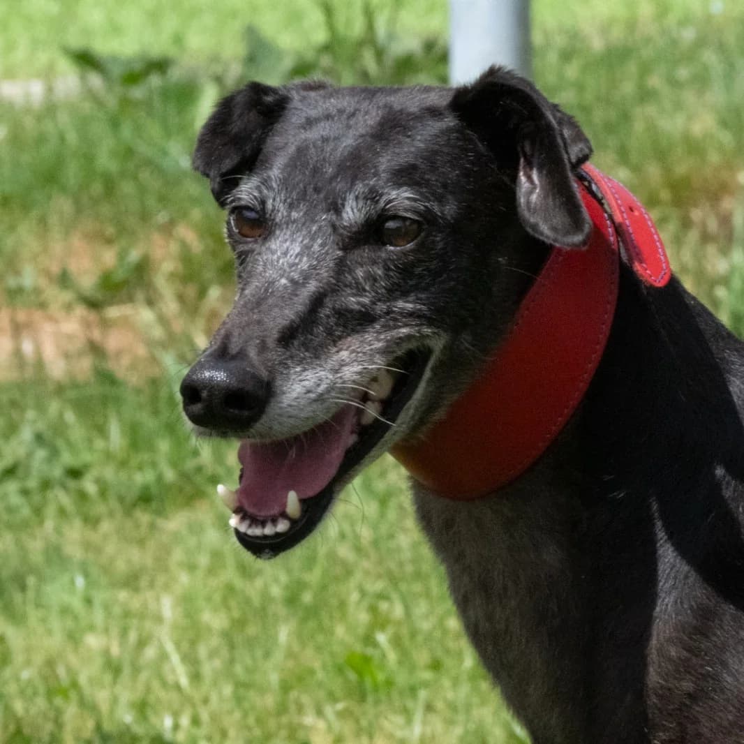 Bamba, Galgo Español (New Graceland - Auffangstation Schweiz)