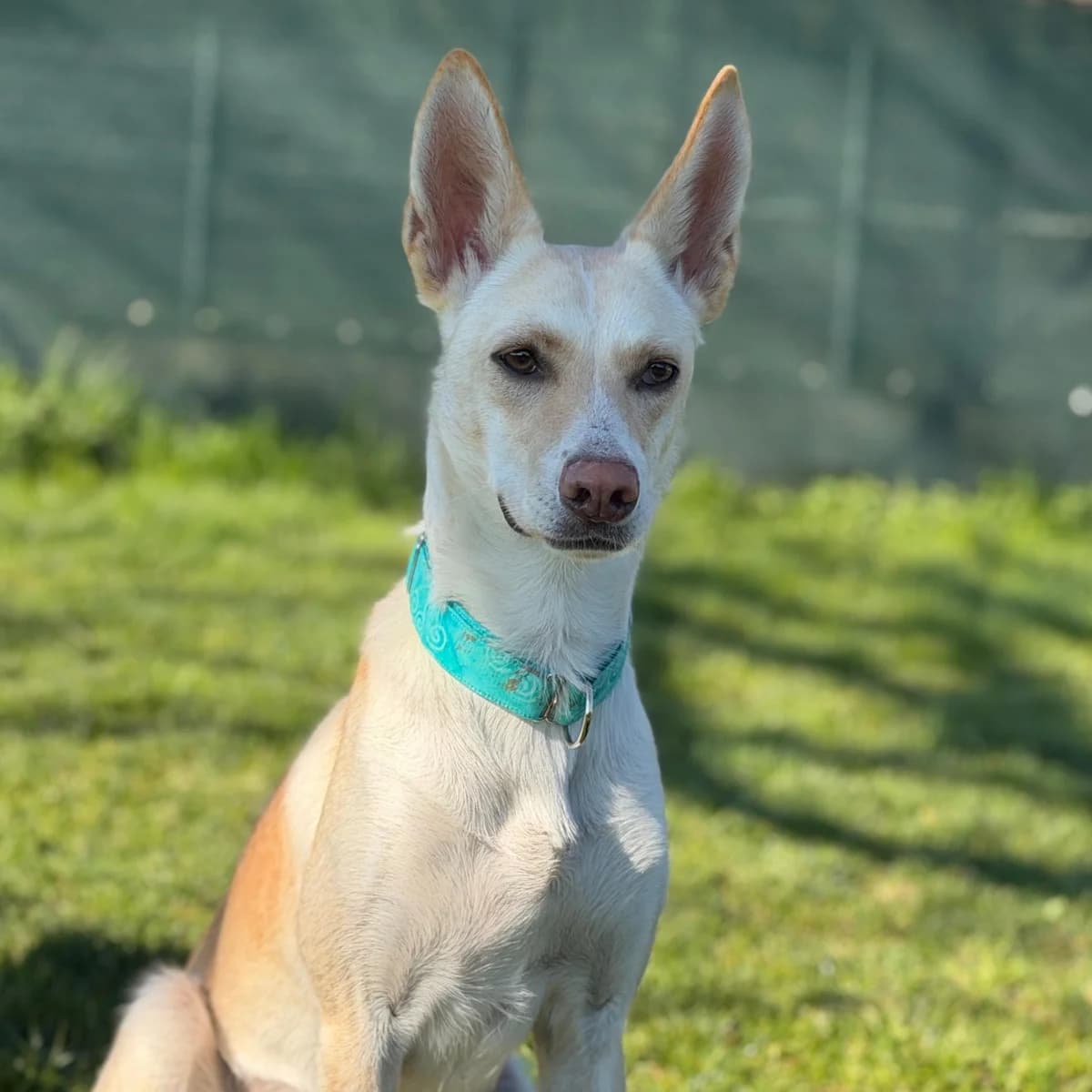 Brida, female young Podenco for adoption at New Graceland - Auffangstation Schweiz, Waltenschwil