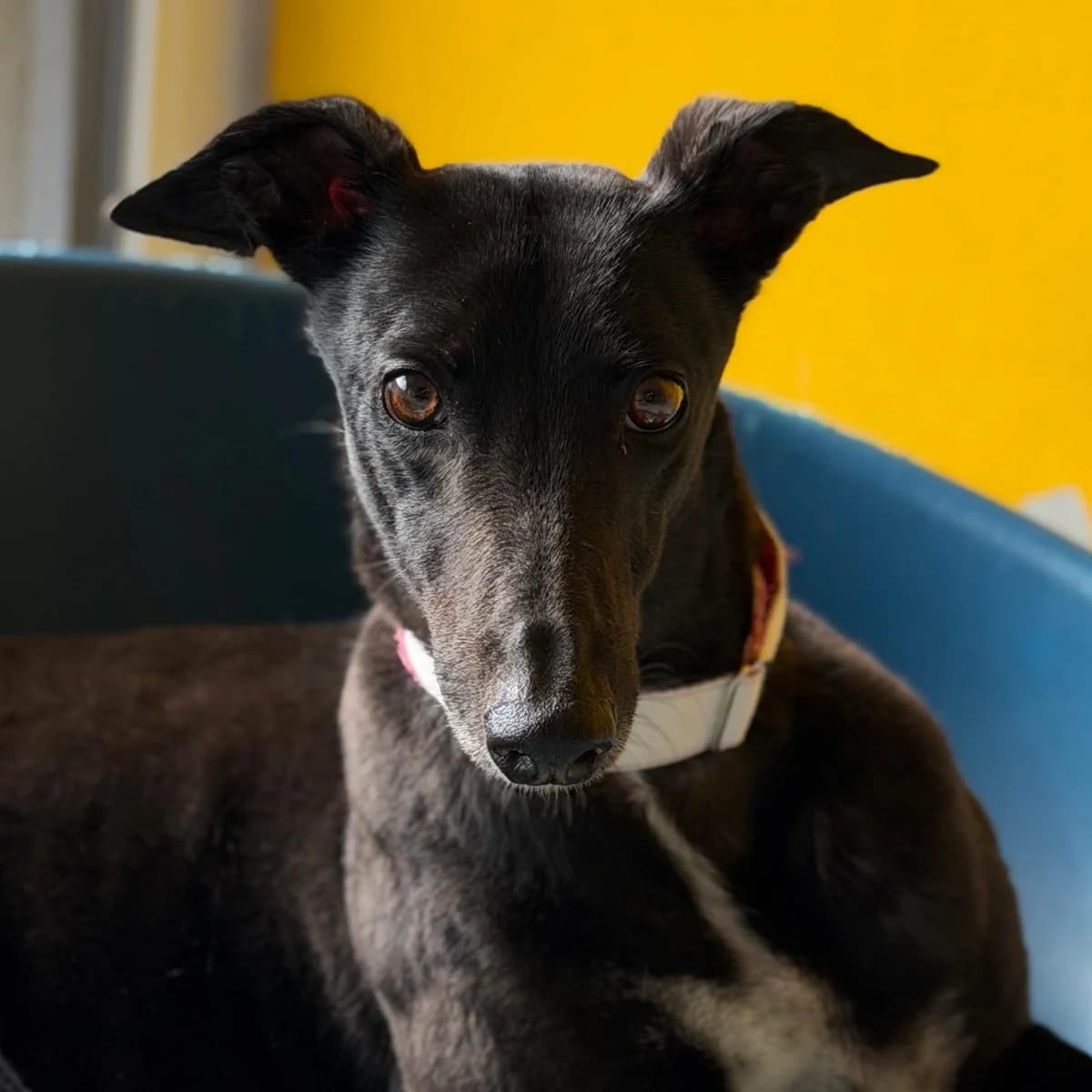 Cayena, female 6yo Greyhound for adoption at New Graceland - Auffangstation Schweiz, Waltenschwil