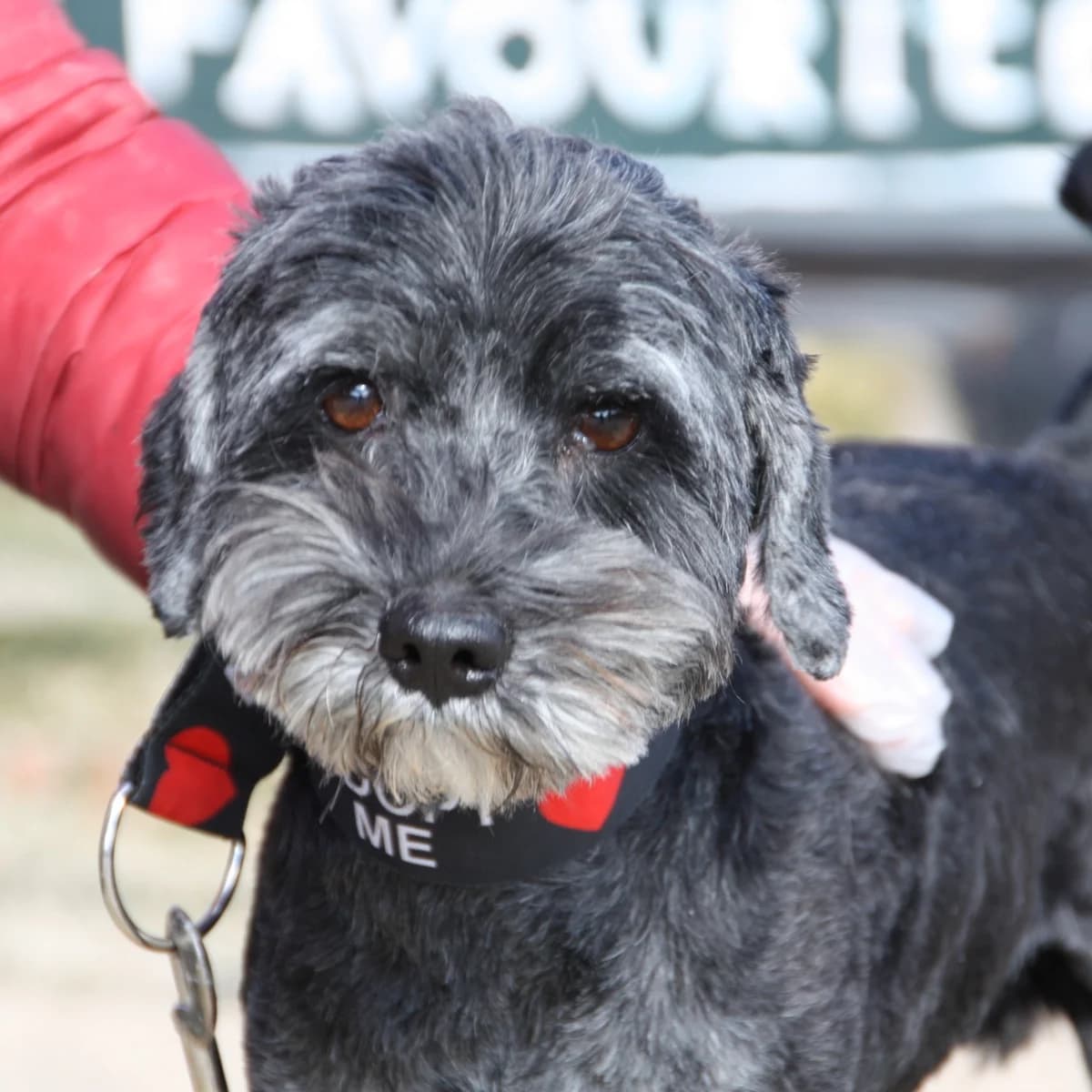 CONNOR, male young Mixed Breed for adoption at New Graceland - Auffangstation Schweiz, Waltenschwil