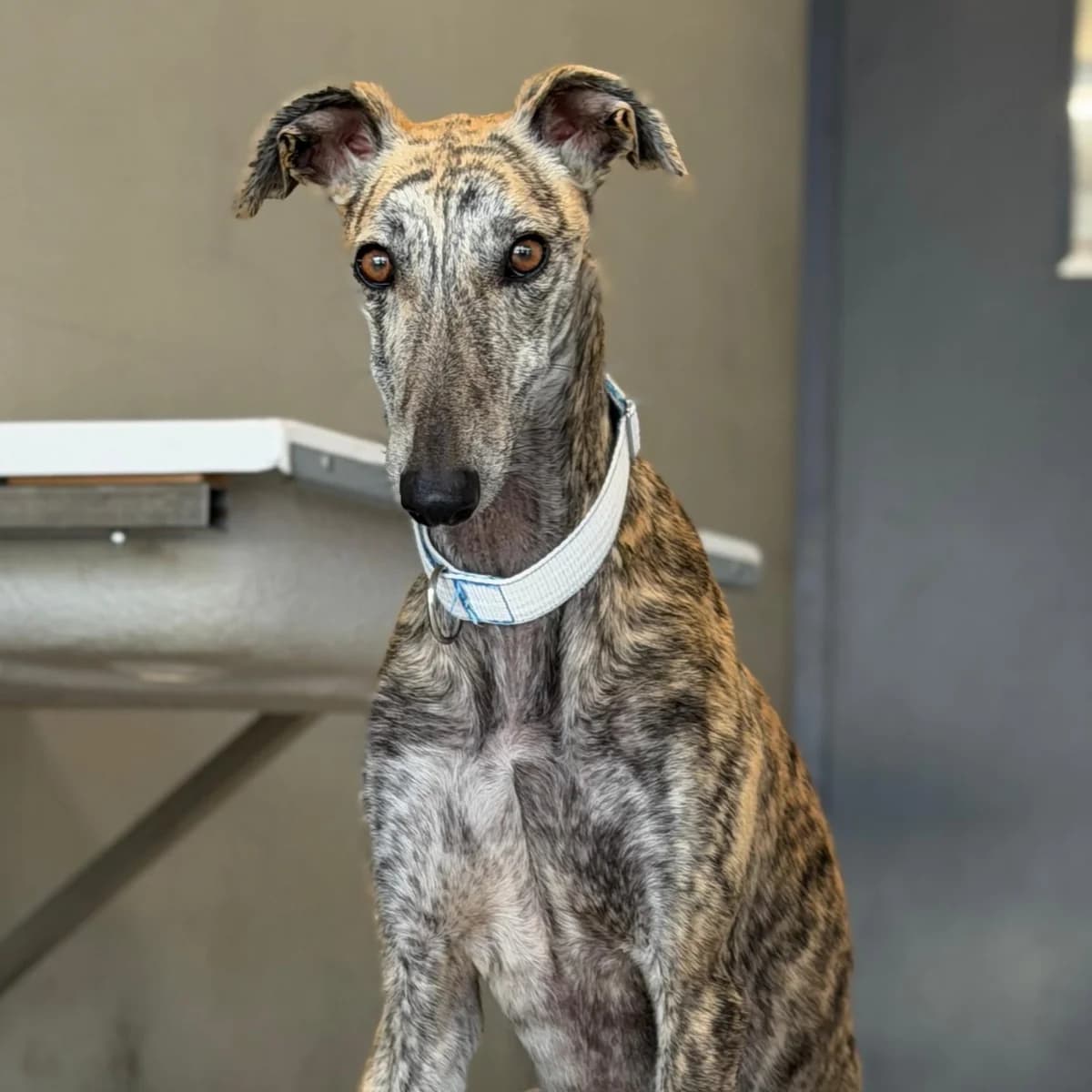 Denisa, female young Galgo Español for adoption at New Graceland - Auffangstation Schweiz, Waltenschwil