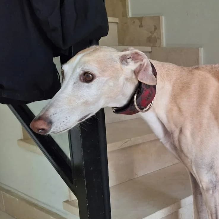 ESMERALDA, female 6yo Galgo Español for adoption at New Graceland - Auffangstation Schweiz, Waltenschwil