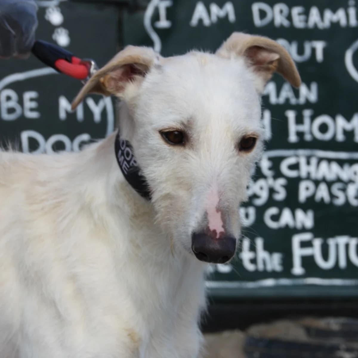 FABIO, male young Galgo Español for adoption at New Graceland - Auffangstation Schweiz, Waltenschwil