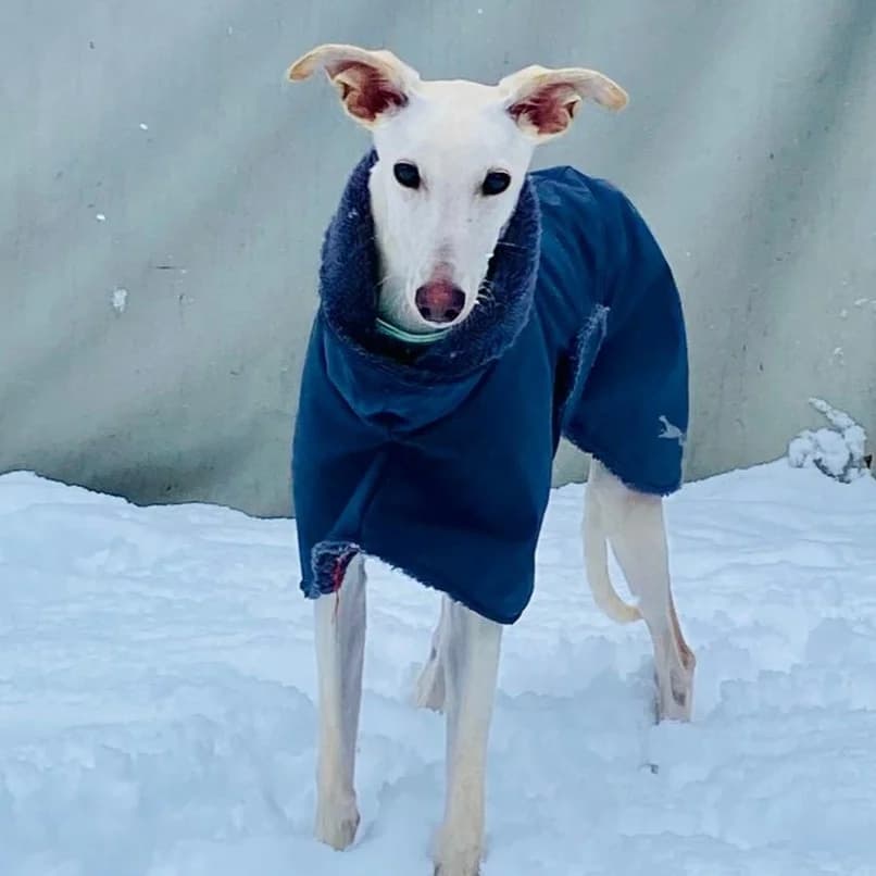 Findus, male young Galgo Español for adoption at New Graceland - Auffangstation Schweiz, Waltenschwil