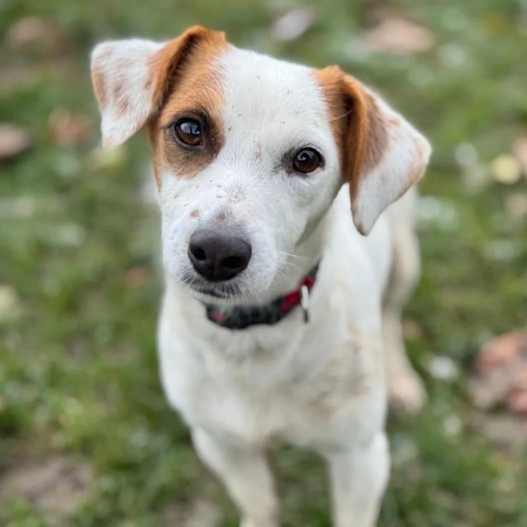India, female 3yo Mixed Breed for adoption at New Graceland - Auffangstation Schweiz, Waltenschwil