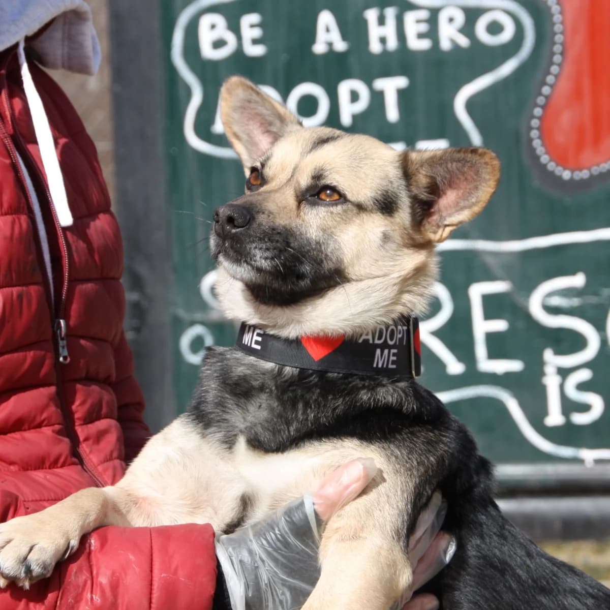 JENNY, female young Mixed Breed for adoption at New Graceland - Auffangstation Schweiz, Waltenschwil