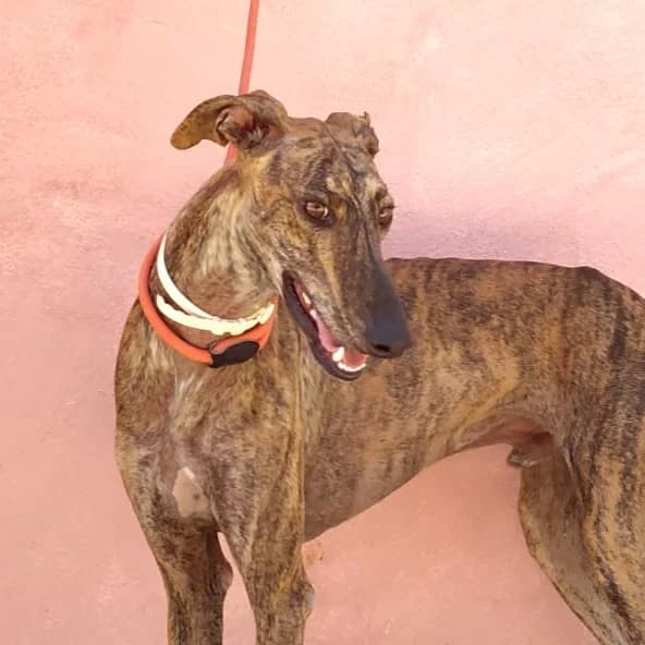 LANZAROTE, male Galgo Español for adoption at New Graceland - Auffangstation Schweiz, Waltenschwil