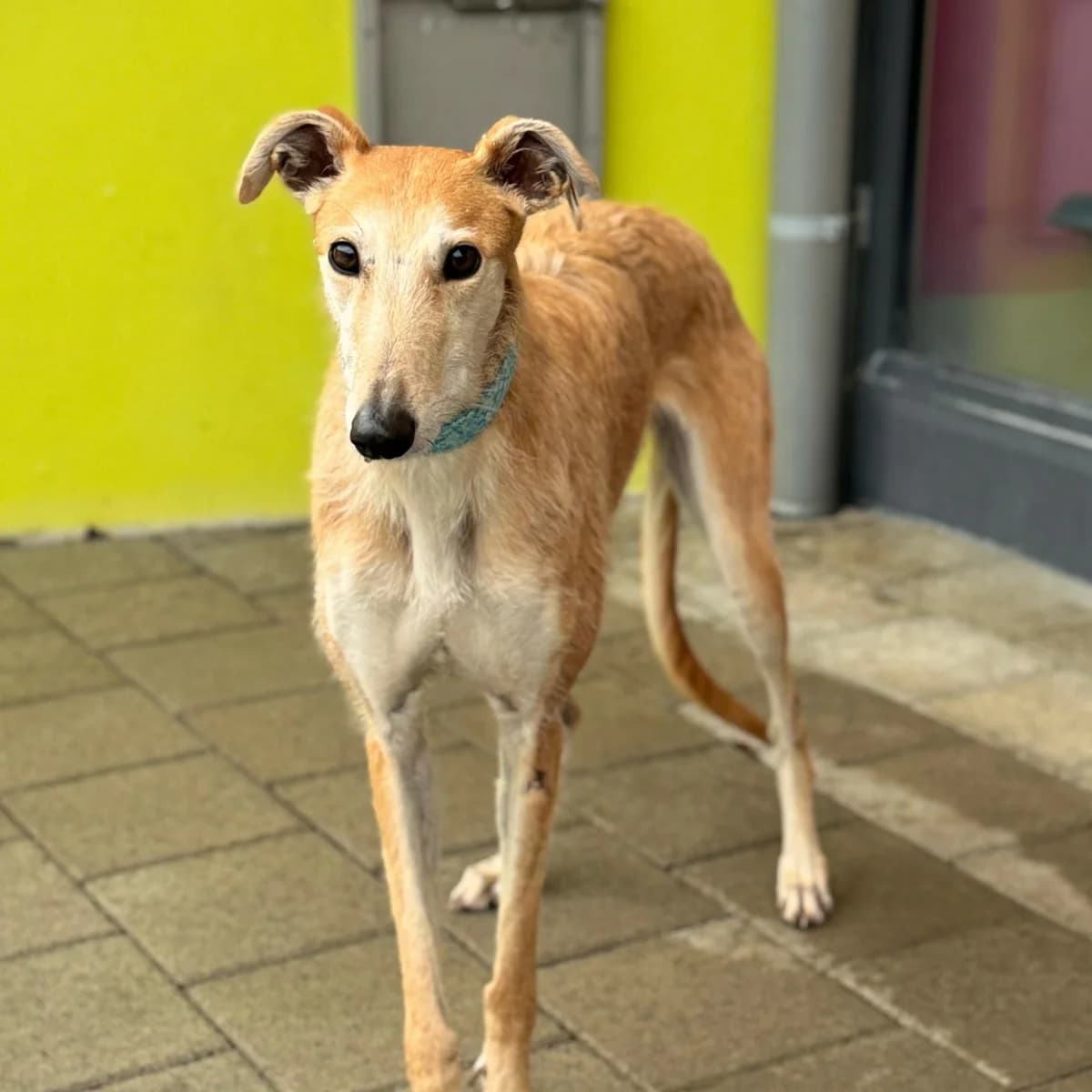 Leonor, female senior Galgo Español for adoption at New Graceland - Auffangstation Schweiz, Waltenschwil