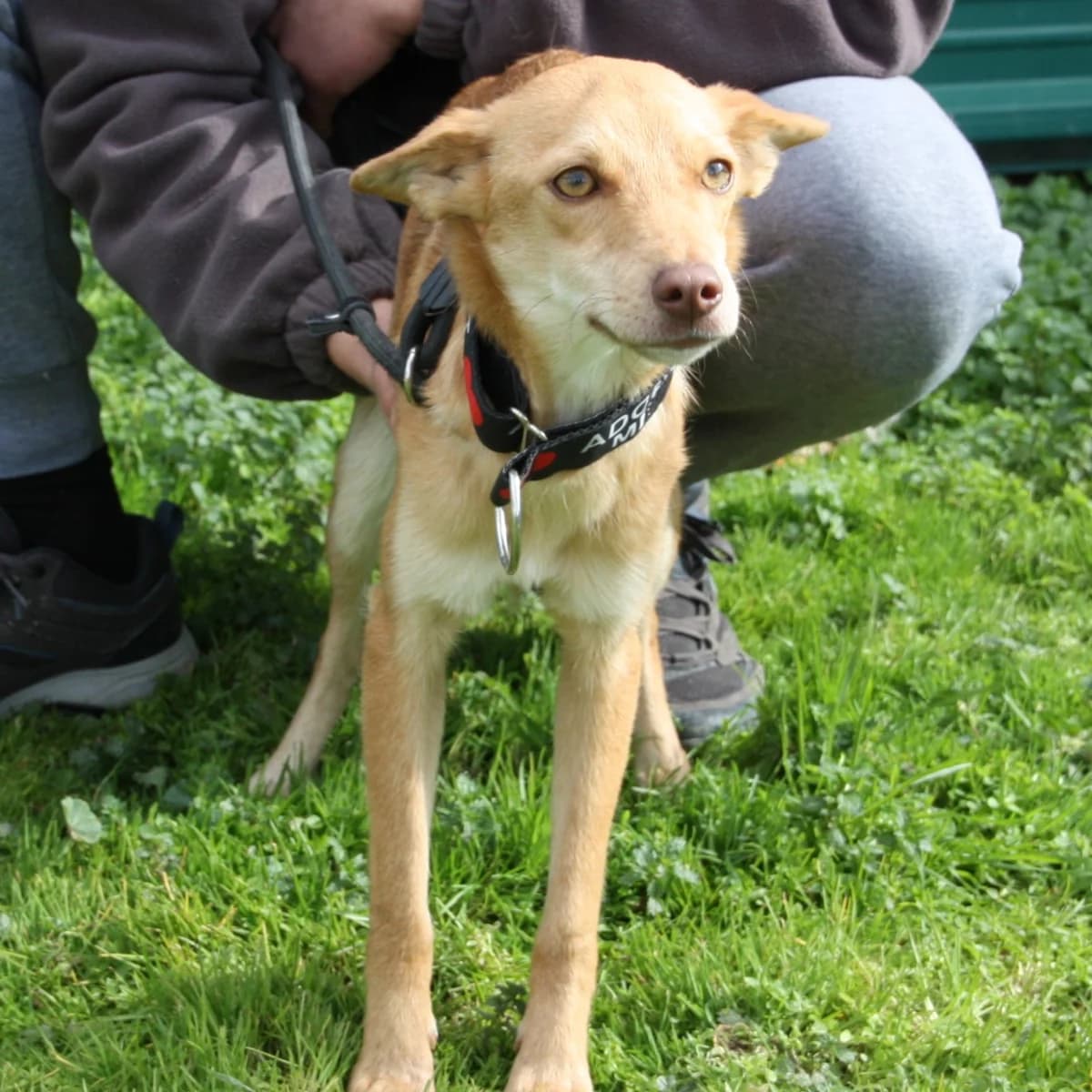 LILA, female young Podenco for adoption at New Graceland - Auffangstation Schweiz, Waltenschwil