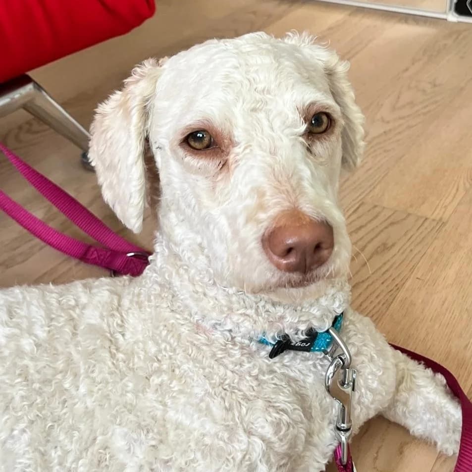 Loulou, female young mixed breed for adoption at New Graceland - Auffangstation Schweiz, Waltenschwil