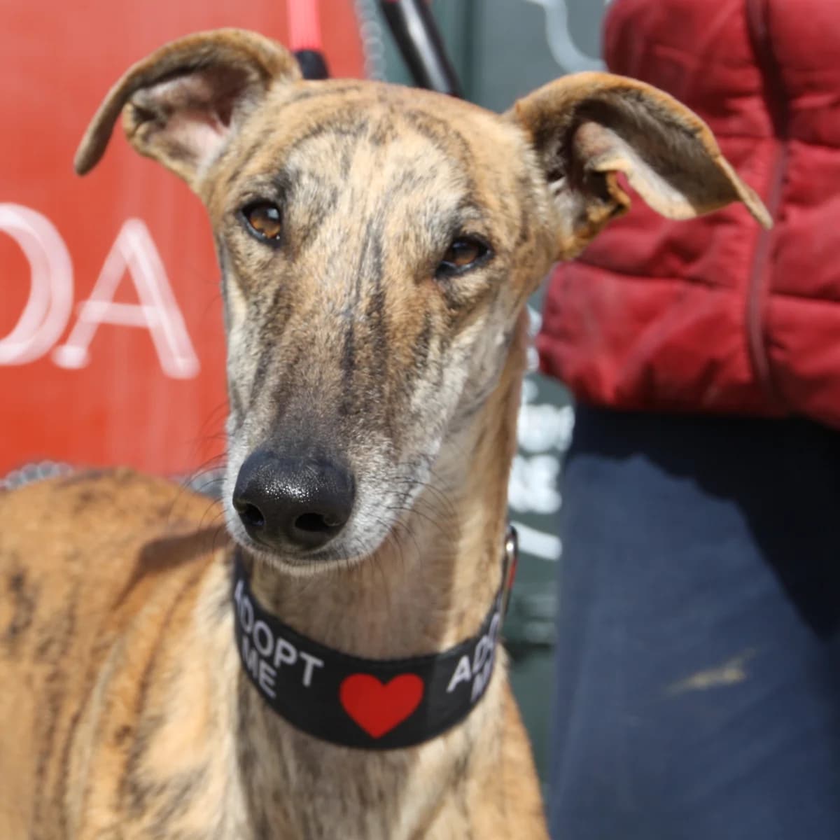 MACU, female young Galgo Español for adoption at New Graceland - Auffangstation Schweiz, Waltenschwil