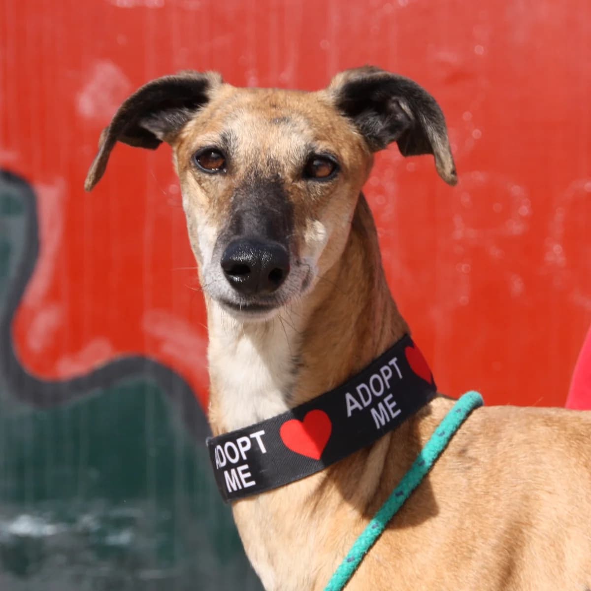 MAIRA, female 5yo Galgo Español for adoption at New Graceland - Auffangstation Schweiz, Waltenschwil