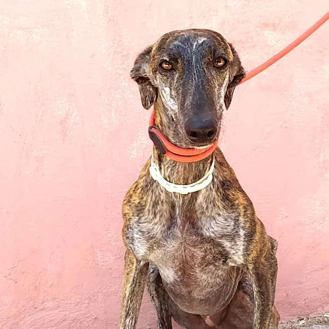 MALLORCA, female Galgo Español for adoption at New Graceland - Auffangstation Schweiz, Waltenschwil