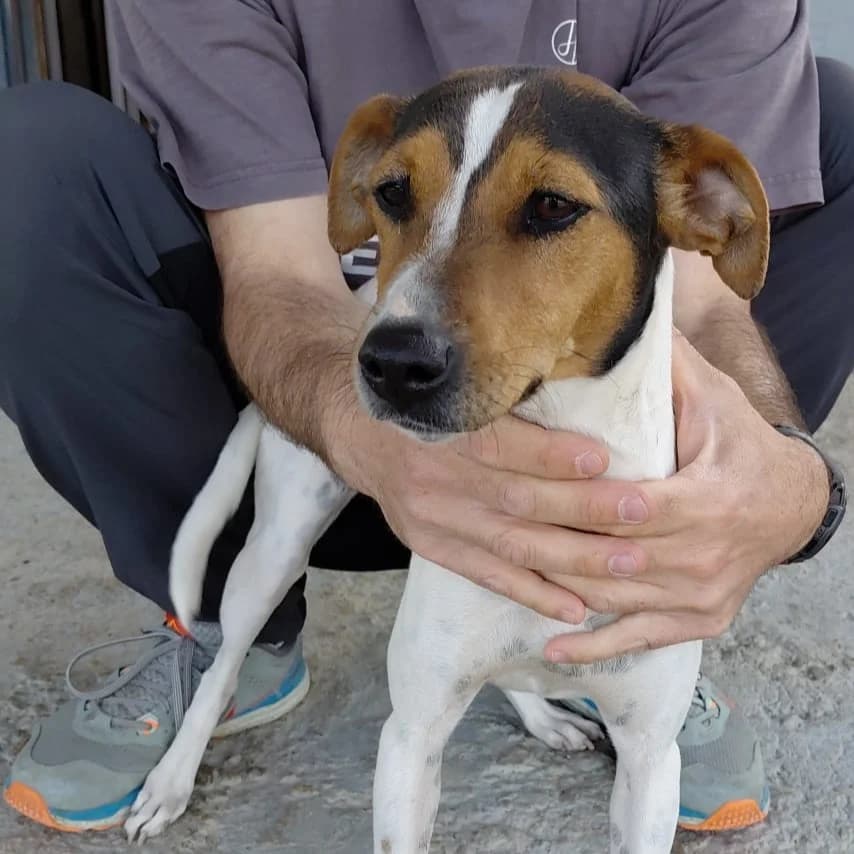 MARA, female young Mixed Breed for adoption at New Graceland - Auffangstation Schweiz, Waltenschwil