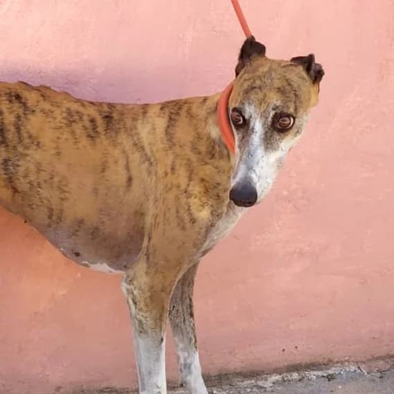 MARA, female 7yo Galgo Español for adoption at New Graceland - Auffangstation Schweiz, Waltenschwil