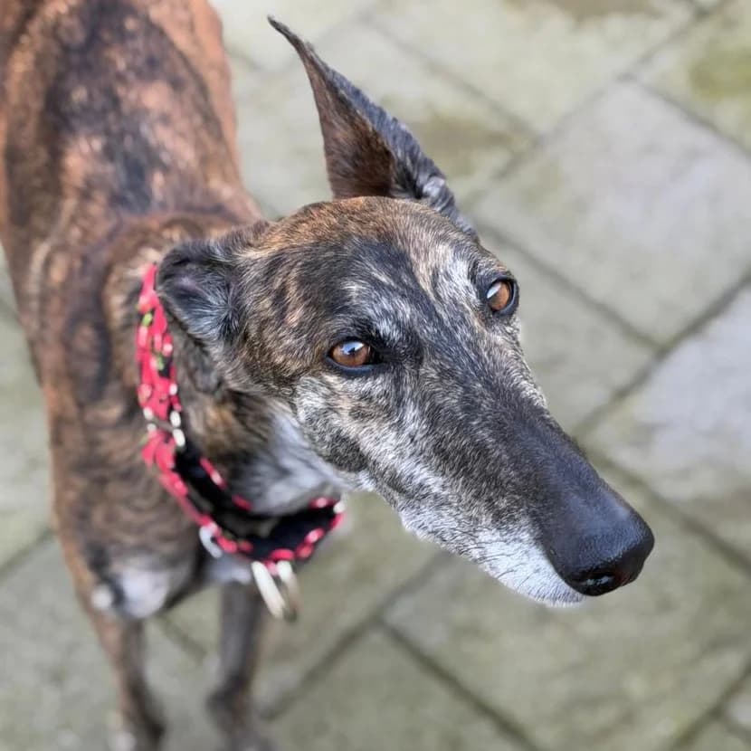 Martina, female 5yo Galgo Español for adoption at New Graceland - Auffangstation Schweiz, Waltenschwil