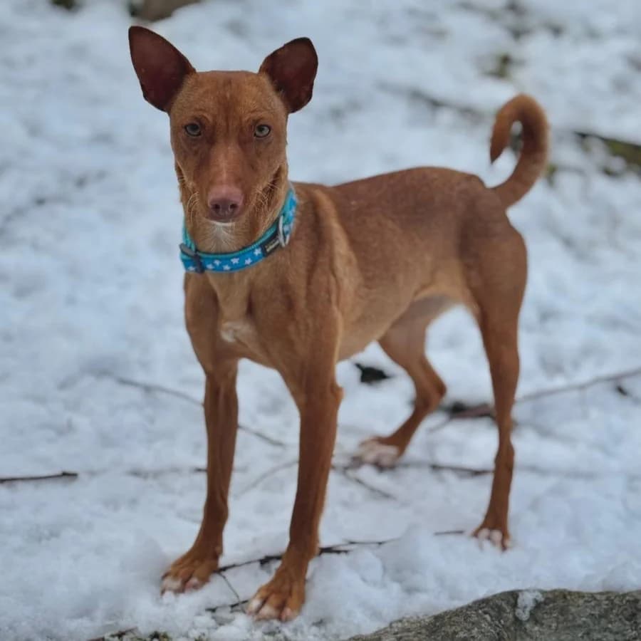 Melania, female young Podenco for adoption at New Graceland - Auffangstation Schweiz, Waltenschwil