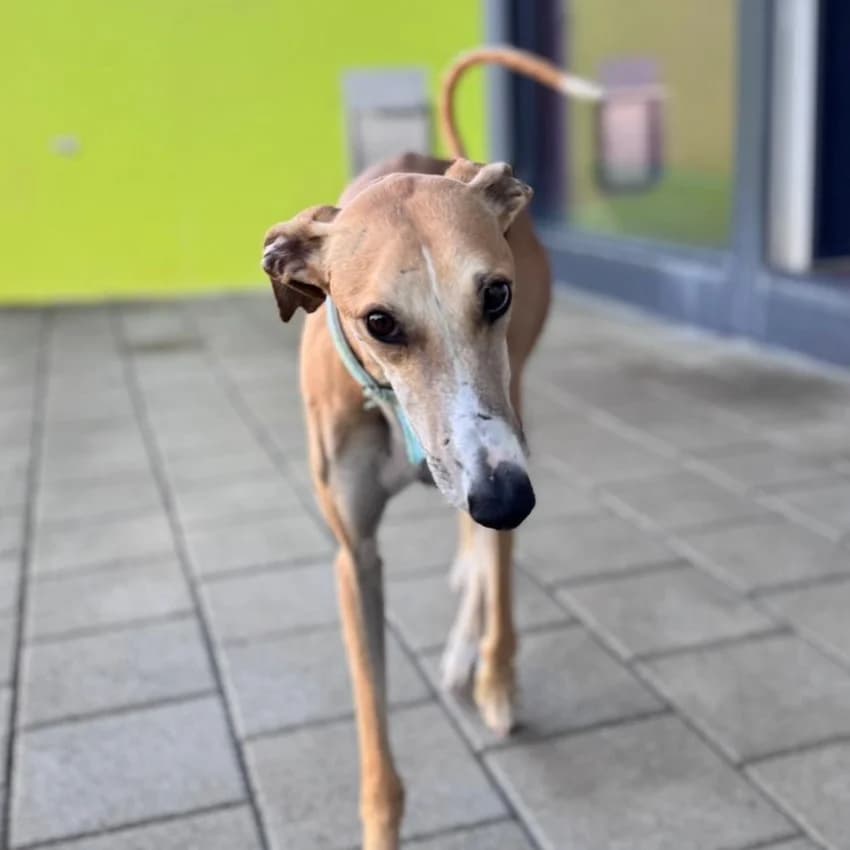 Principe, weiss male 4yo Galgo Español for adoption at New Graceland - Auffangstation Schweiz, Waltenschwil