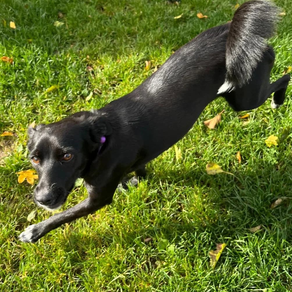 Rama, female young Mixed Breed for adoption at New Graceland - Auffangstation Schweiz, Waltenschwil
