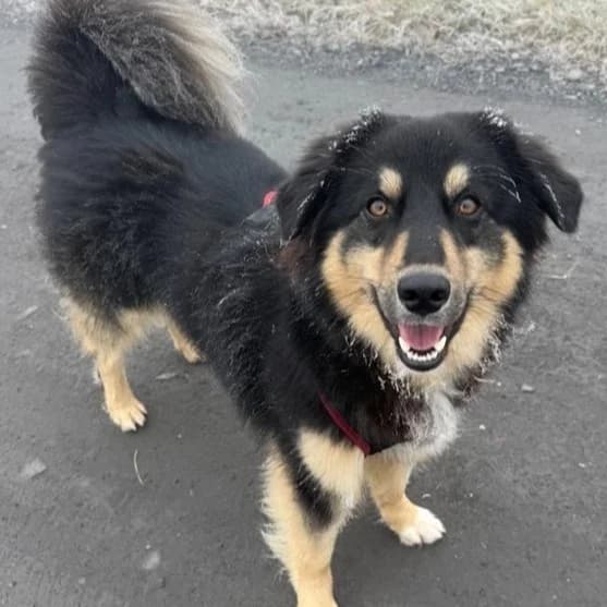 Rocky, male young Mixed Breed for adoption at New Graceland - Auffangstation Schweiz, Waltenschwil