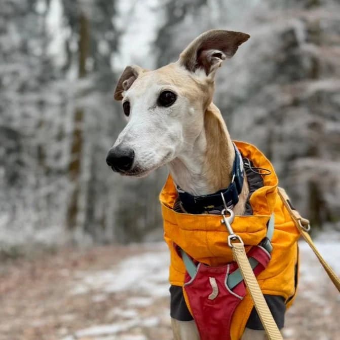 Rumba, female senior Galgo Español for adoption at New Graceland - Auffangstation Schweiz, Waltenschwil