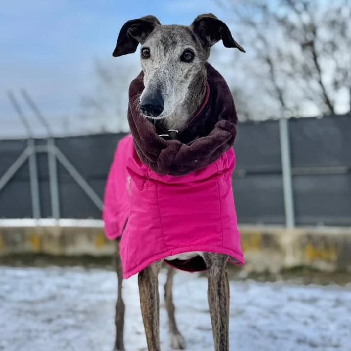 Sandra, female 6yo Galgo Español for adoption at New Graceland - Auffangstation Schweiz, Waltenschwil